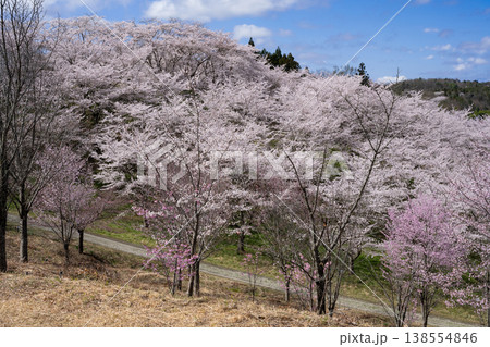 桜満開の紅屋峠 桜満開の紅屋峠 138554846
