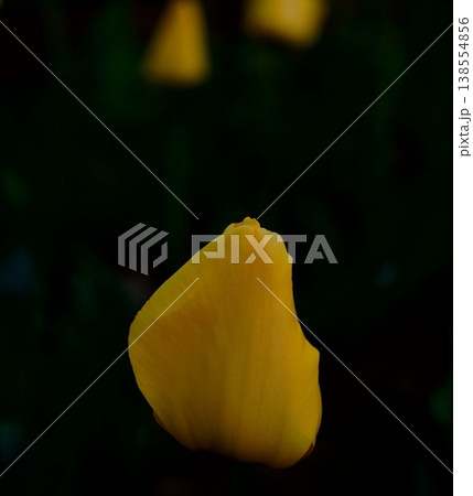 黄色いチューリップの花 黄色いチューリップの花 138554856