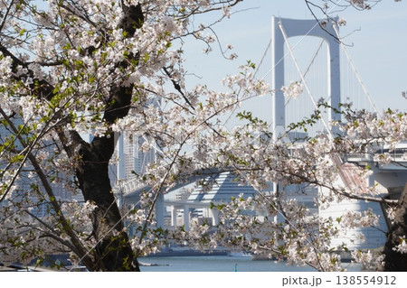 満開の桜越しに望む東京お台場 レインボーブリッジの春景色 満開の桜越しに望む東京お台場 レインボーブリッジの春景色 138554912