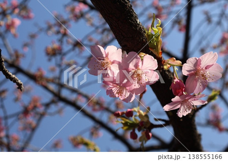 青空と枝で光りを受け透けるピンクの花びらの桜の花のアップの風景 青空と枝で光りを受け透けるピンクの花びらの桜の花のアップの風景 138555166