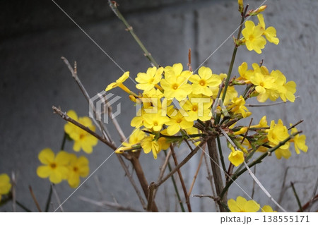 黄色の花びらのオウバイの花が咲く風景 138555171
