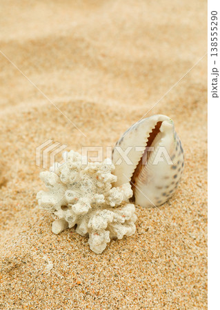 A shell and coral sit on the sand by the beach in Bali 138555290