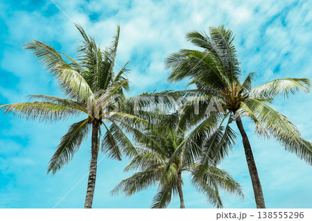 Tall palm trees stand against a clear blue sky in Bali 138555296
