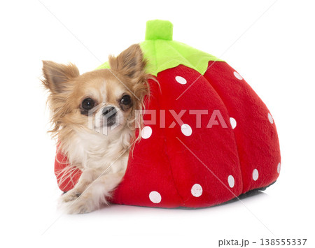 young little chihuahua in dog bed 138555337