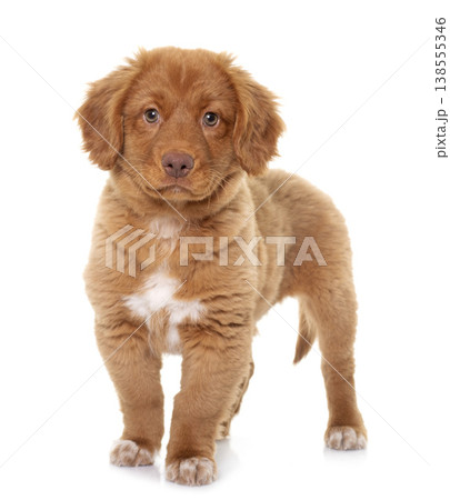 puppy Nova Scotia Duck Tolling Retriever puppy Nova Scotia Duck Tolling Retriever 138555346