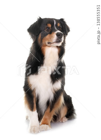 tricolor australian shepherd tricolor australian shepherd 138555351