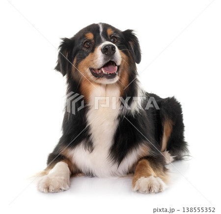 tricolor australian shepherd 138555352