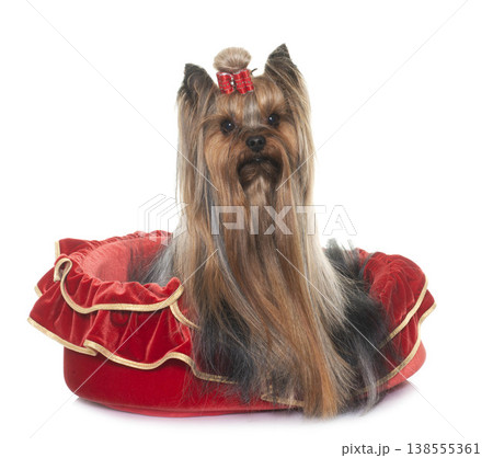 adult yorkshire terrier adult yorkshire terrier 138555361