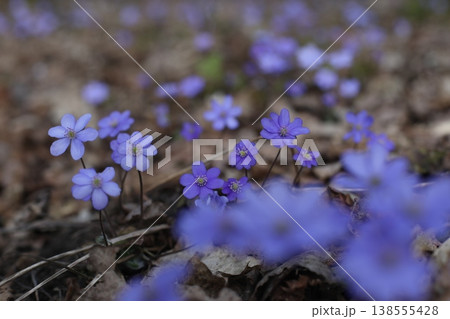 purple Wildflowers Blooming Softly in Early Spring Forest. close up of early spring flower crocus and snowdrops in natural environment, flower macro portrait purple Wildflowers Blooming Softly in Early Spring Forest. close up of early spring flower crocus and snowdrops in natural environment, flower macro portrait 138555428