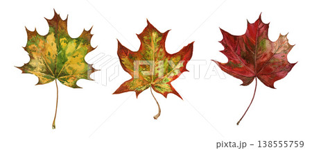 Autumn maple leaves set hand-painted watercolor illustration isolated on white background. Warm fall colors, botanical elements for seasonal design, packaging, invitations and cozy decor 138555759