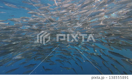 Underwater view of shoal sardine fish in sea 138555891