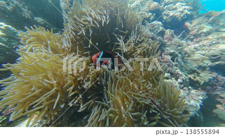 Coral reef and Clown fish in tropical sea Coral reef and Clown fish in tropical sea 138555894