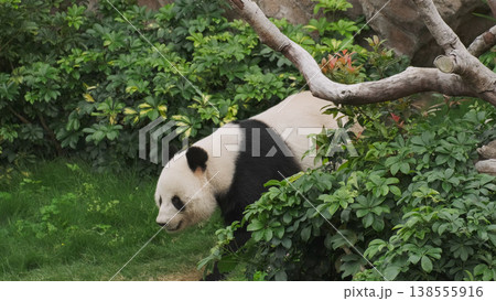Cute giant panda bear walking Cute giant panda bear walking 138555916