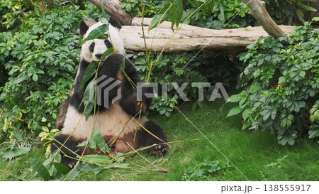 Cute giant panda bear eating bamboo Cute giant panda bear eating bamboo 138555917