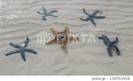 Starfish under water on sand beach 138555918