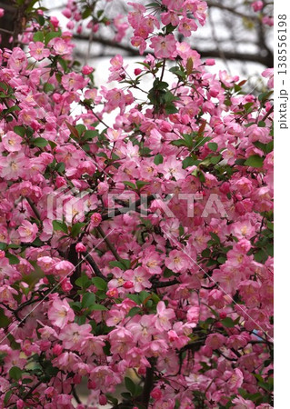 満開の花海棠・2026年4月 138556198