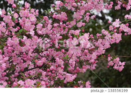 満開の花海棠・2026年4月 138556199