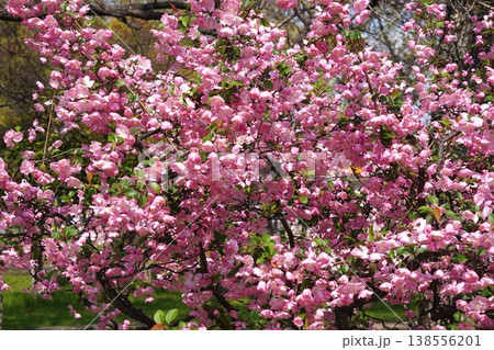 満開の花海棠・2026年4月 満開の花海棠・2026年4月 138556201