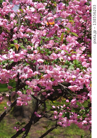 満開の花海棠・2026年4月 138556203