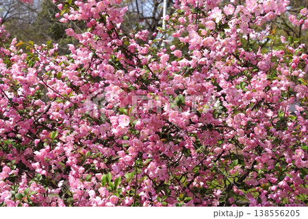 満開の花海棠・2026年4月 138556205