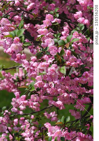 満開の花海棠・2026年4月 満開の花海棠・2026年4月 138556208