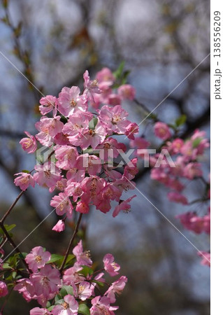満開の花海棠・2026年4月 満開の花海棠・2026年4月 138556209