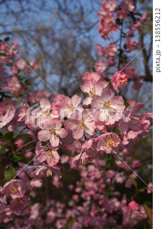 満開の花海棠・2026年4月 138556212