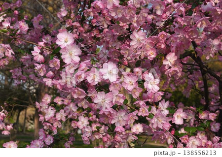 満開の花海棠・2026年4月 138556213