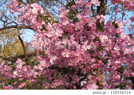 満開の花海棠・2026年4月 満開の花海棠・2026年4月 138556214