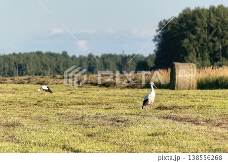 Two white storks (Ciconia ciconia) foraging in mown agricultural field with large round hay bale at golden hour. 138556268