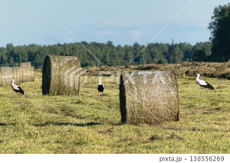 Group of white storks (Ciconia ciconia) foraging in mown agricultural field with multiple round hay bales and forest in the background. 138556269