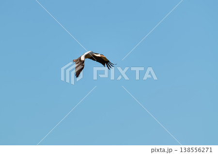White stork (Ciconia ciconia) flying in the clear blue sky. 138556271