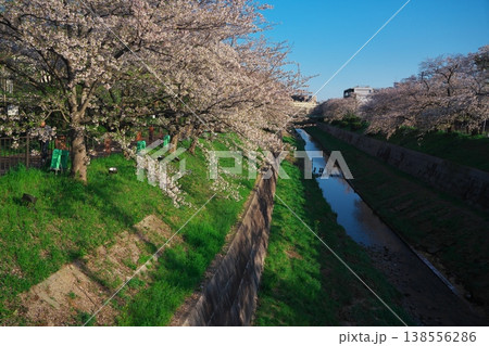 桜満開の山崎川 138556286