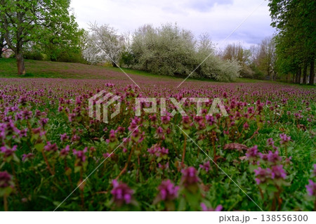 spring time landscape with a blossoming meadow spring time landscape with a blossoming meadow 138556300