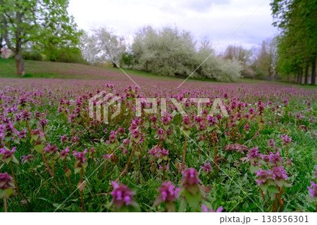 spring landscape with the blossoming meadow 138556301