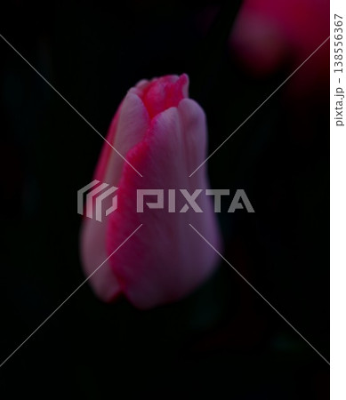 ピンク色のチューリップ 138556367