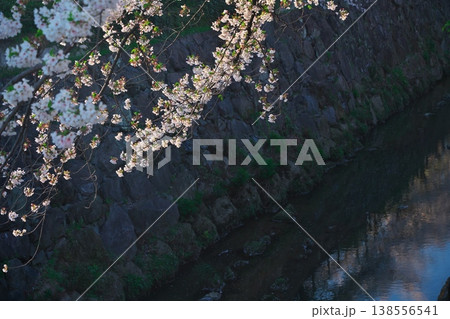 夕陽に照らされた山崎川の桜 夕陽に照らされた山崎川の桜 138556541