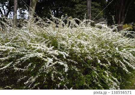 ユキヤナギの花・2026年3月 ユキヤナギの花・2026年3月 138556571