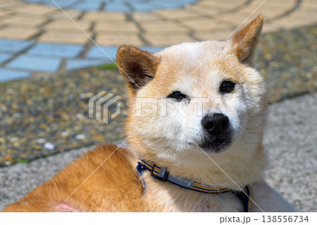 日向ぼっこを楽しむ穏やかな表情の豆柴の老犬 138556734