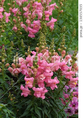 キンギョソウの花・2026年4月 138557035