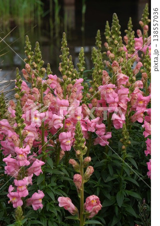 キンギョソウの花・2026年4月 138557036