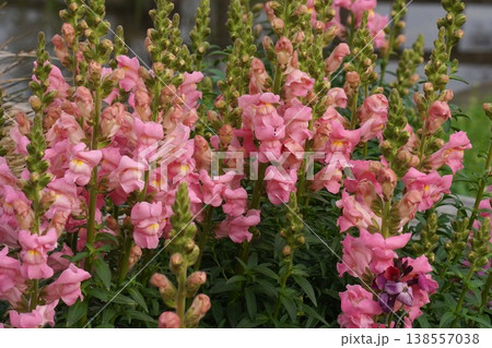 キンギョソウの花・2026年4月 138557038