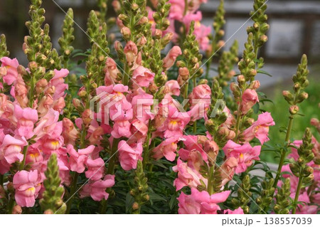 キンギョソウの花・2026年4月 キンギョソウの花・2026年4月 138557039