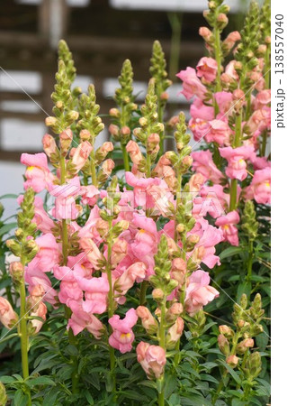 キンギョソウの花・2026年4月 キンギョソウの花・2026年4月 138557040