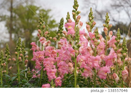 キンギョソウの花・2026年4月 138557046