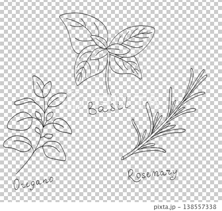 Culinary herbs line art set: basil, oregano, rosemary, parsley, thyme, and mint. Hand drawn botanical illustrations. Culinary herbs line art set: basil, oregano, rosemary, parsley, thyme, and mint. Hand drawn botanical illustrations. 138557338