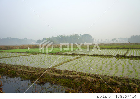 Young Green Rice Paddy Seedlings in Flooded Agricultural Field Under Misty Morning Sky 138557414