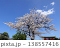 日本　さいたまの桜 138557416