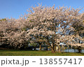日本　さいたまの桜 138557417