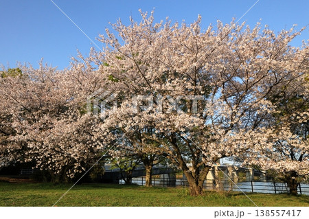 日本　さいたまの桜 138557417